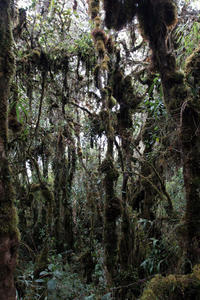Thick Cloud forest (Day 3)