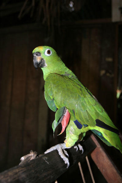 Dorito eating parrot (Day 6)