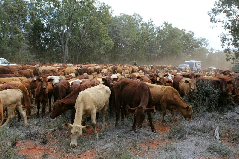 Day 7 - Attack of the cow swarm