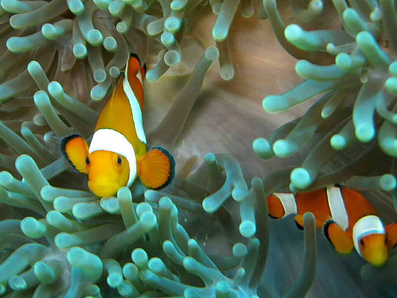 Nemo from Gili Air