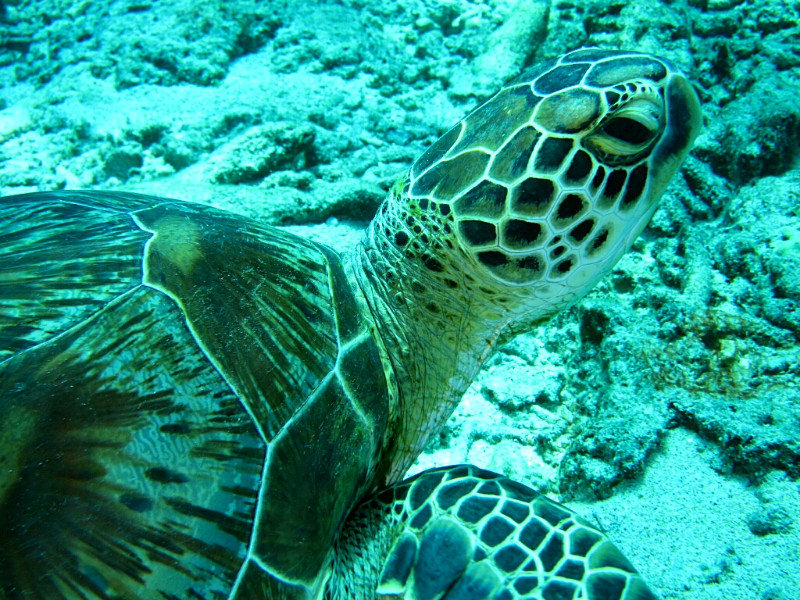 Turtle from Gili Air