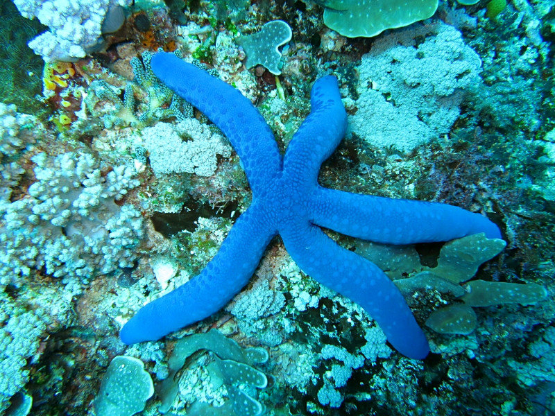 Star Fish (Komodo)