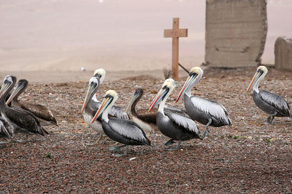 March of the Pelicans