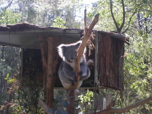 Our first Koala!