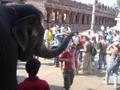 Bla being blessed Hindu style by Lakshmi the Hampi elephant