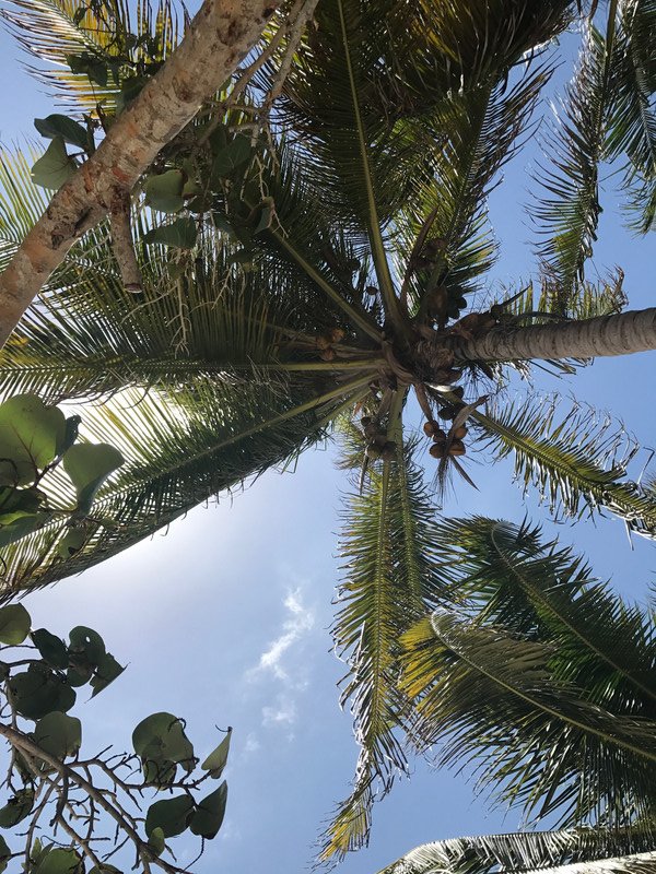 Coconut tree shade