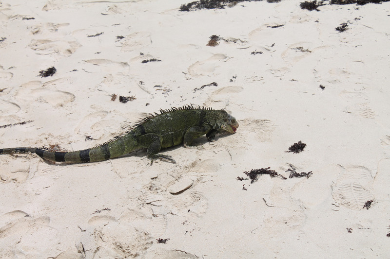 Iguana on the beach