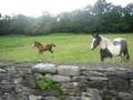 Killarney Ponies