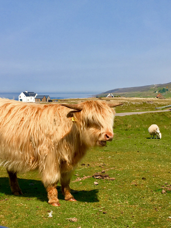 Hairy Coos!