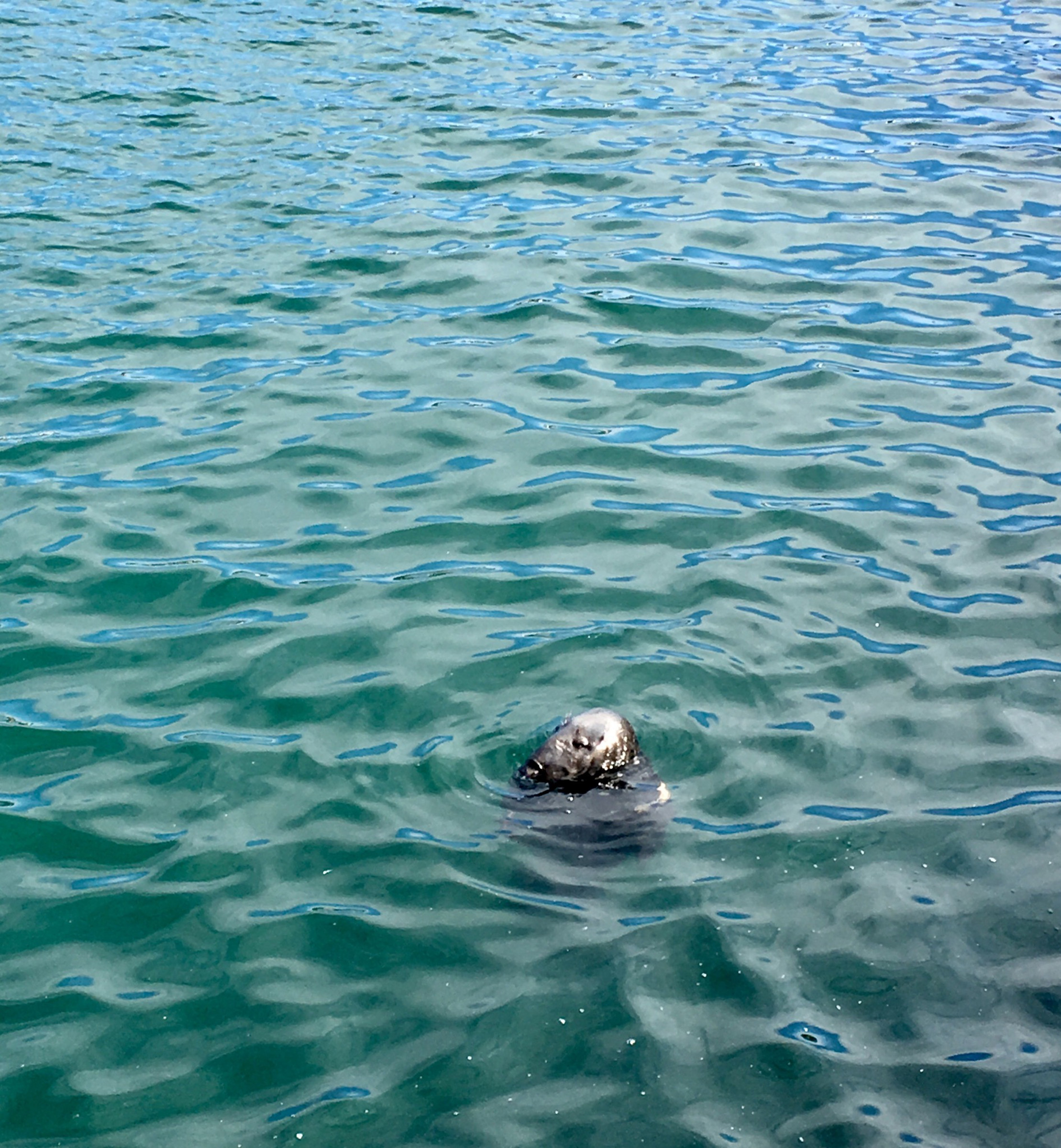 sammy the seal happy napper