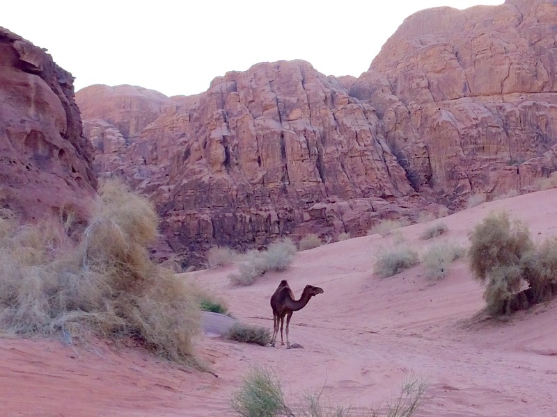 Free range camel