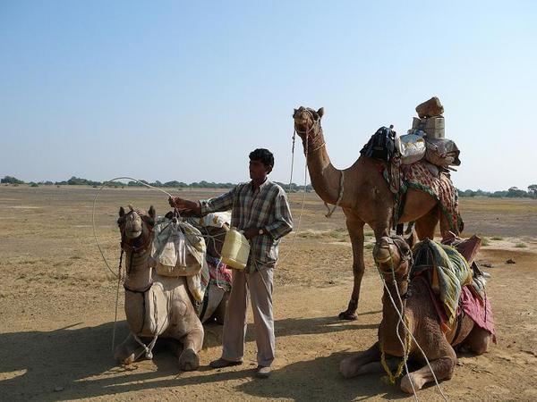 The camel safari crew