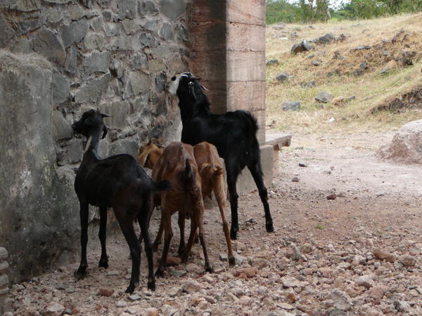 Goats eating the ruins