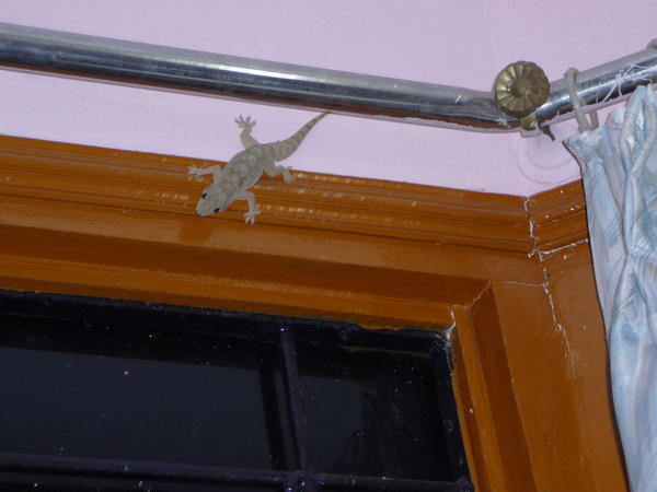 Hot water, cable TV and gecko
