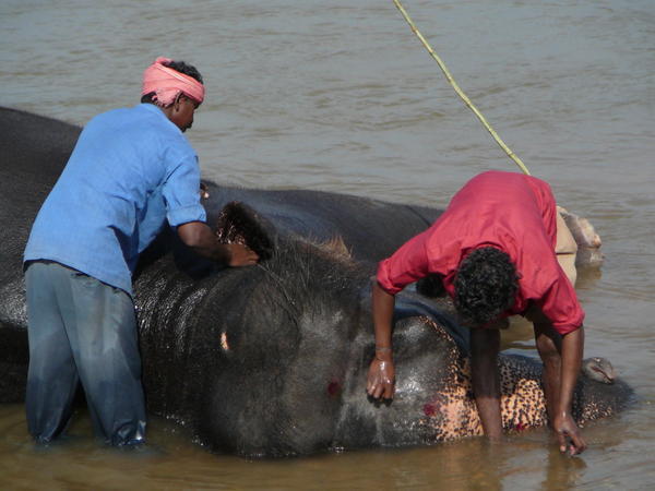 Washing the elephant
