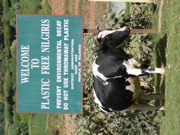 Welcome cow and sign