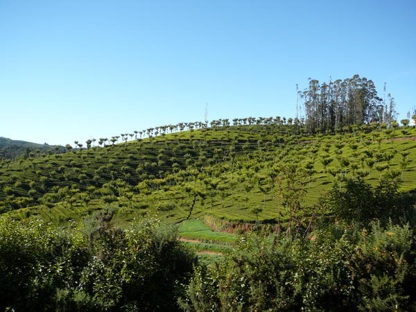 Tea on a hill