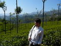 Tea near Coonoor
