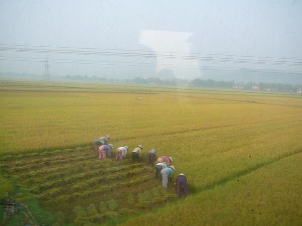 From train - harvest