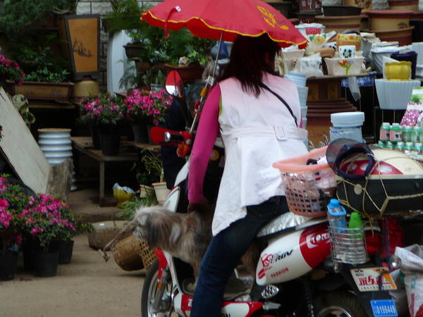 Woman and canine browsing on scooter