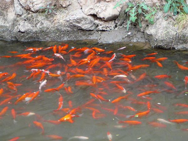 Fish in the river