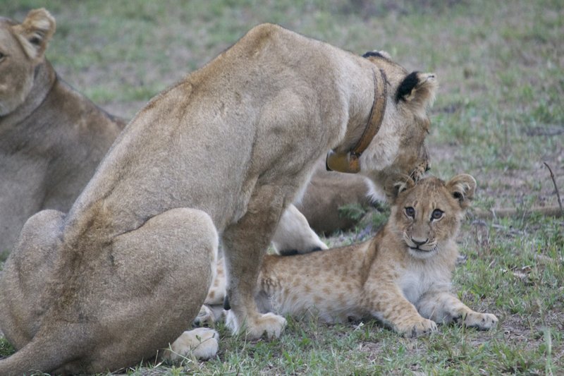 Ngamo mother and cub
