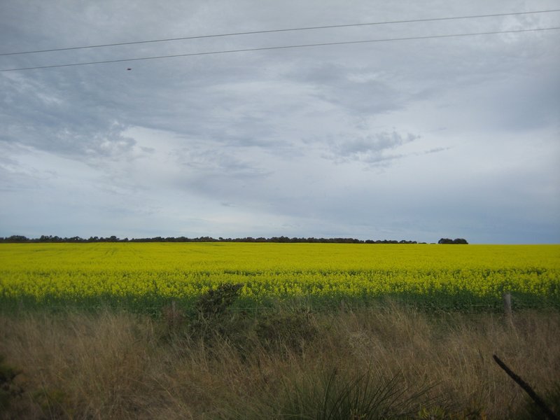 Fields of Gold (Canola)