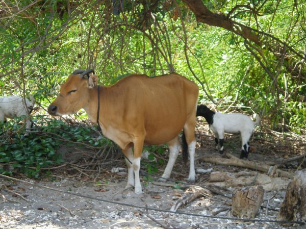 yup cows and goats on the beach..