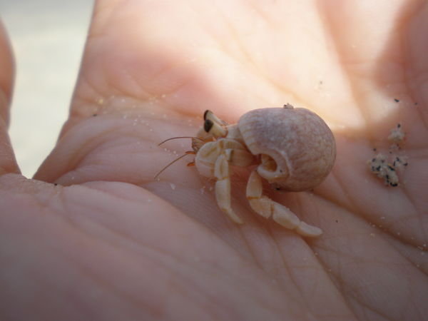 Hermit crab