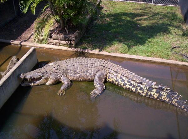 Crocodile at Crocodylus Park