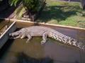 Crocodile at Crocodylus Park