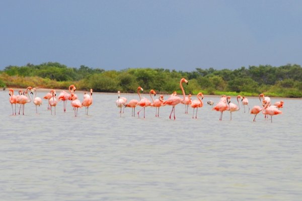 La Guajira Macuira Flamingos