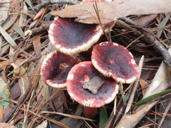 Mushrooms in the Reserve