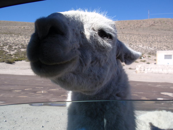 Llama at the window