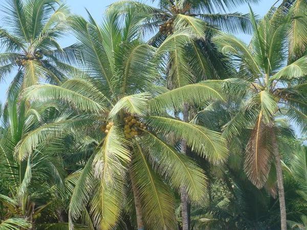Close up coconut palmtrees