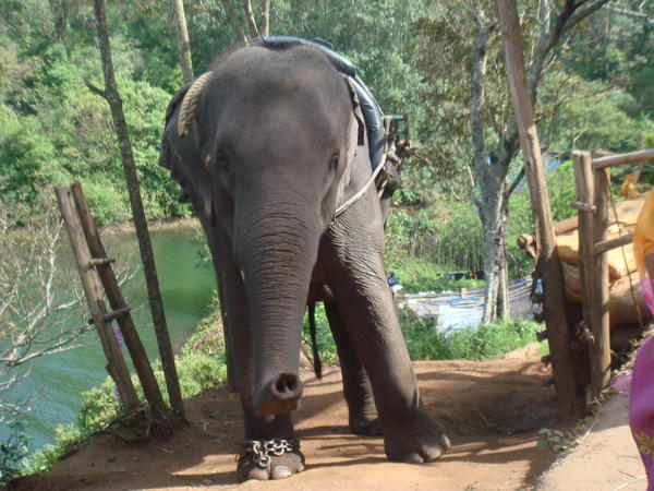 Nas slon pred jazdou