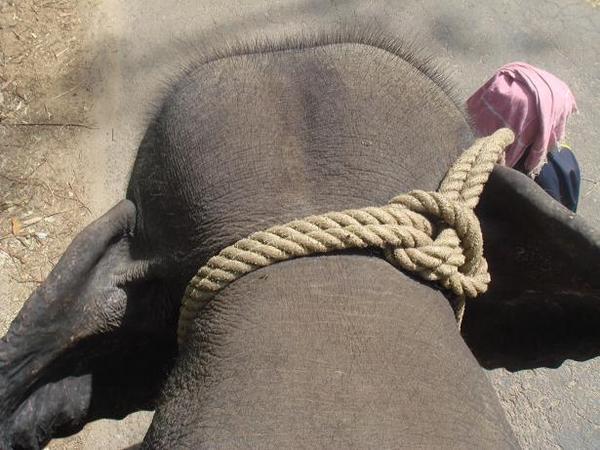 Pohlad na slonovu hlavu zo sedla