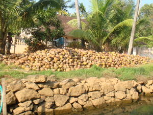 Hrba kokosovych orechov