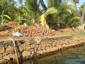 Kokosove orechy