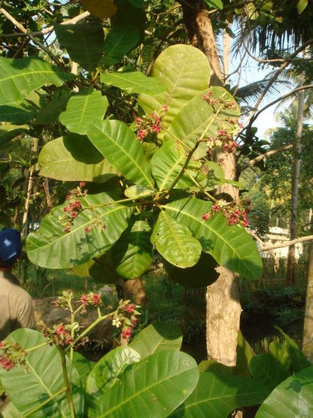 Cashew nut flower