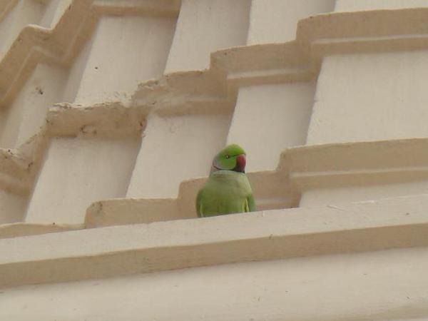 Zelene papagaje vidime pomerne casto