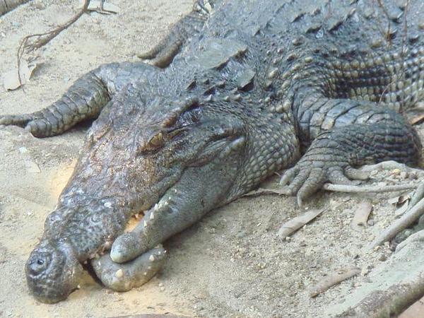 Abnormalny krokodil