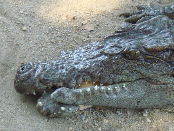 Abnormalny krokodil