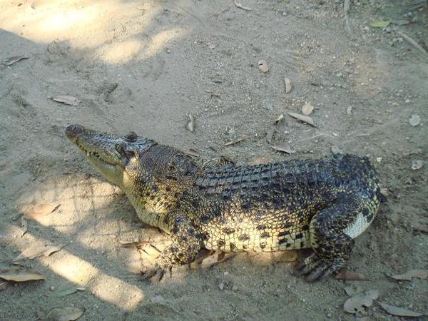 Abnormaly krokodil - bez chvosta