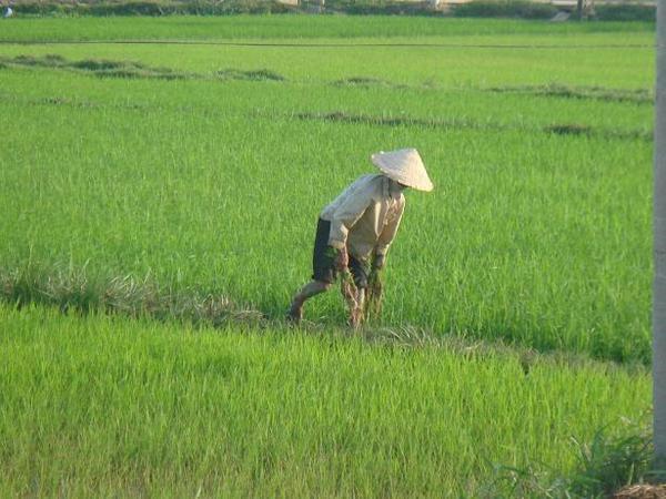 Ryzove polia v meste Hoi An