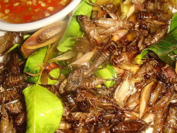 Plate full of crickets