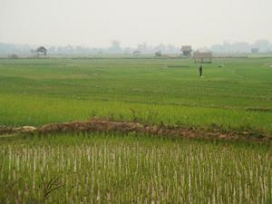 Rice fields close to Luang Nam Tha