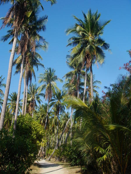 Krasne zelene palmy su vsade kam sa pozries