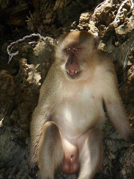 Monkey beach - opice na plazi