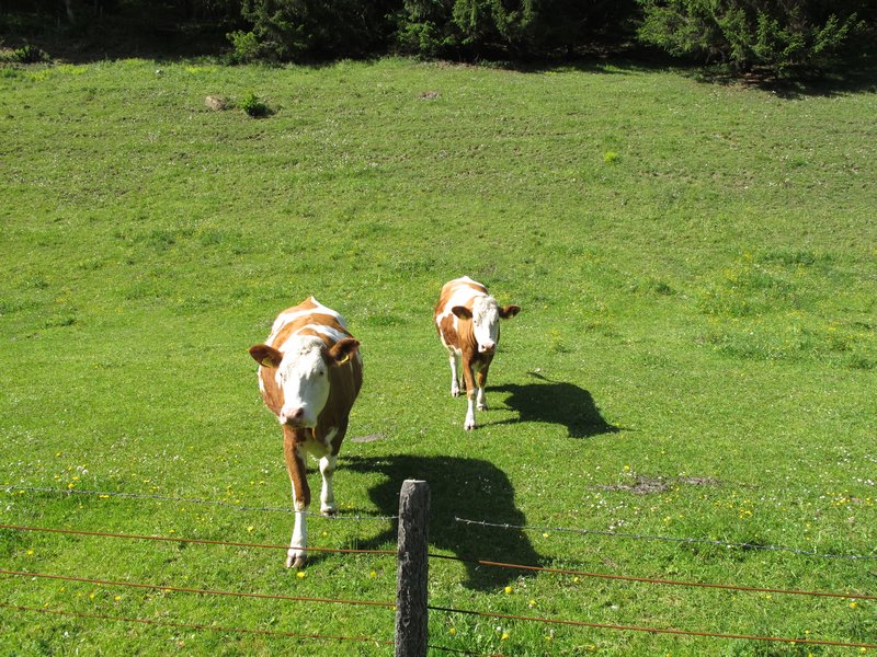 Austrian Cows.